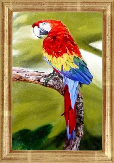 PERROQUET  (50X70)