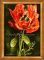 Le Coquelicot